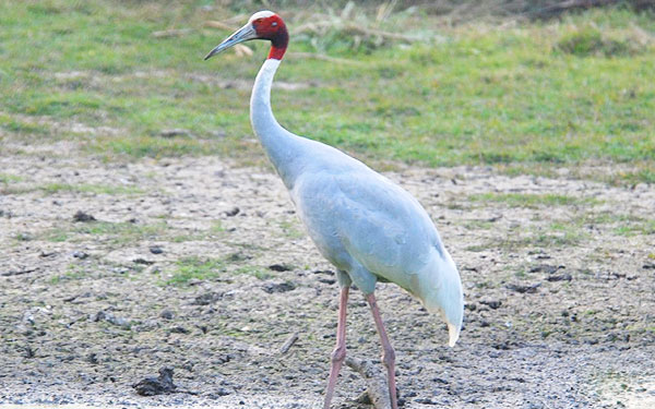 Cranes, Bharatpur 