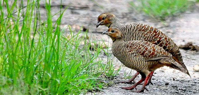 Bird Sanctuary in Bharatpur