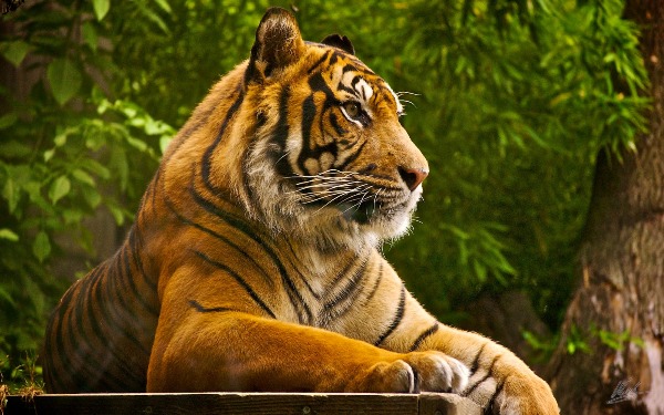 Ranthambore National Par Tiger