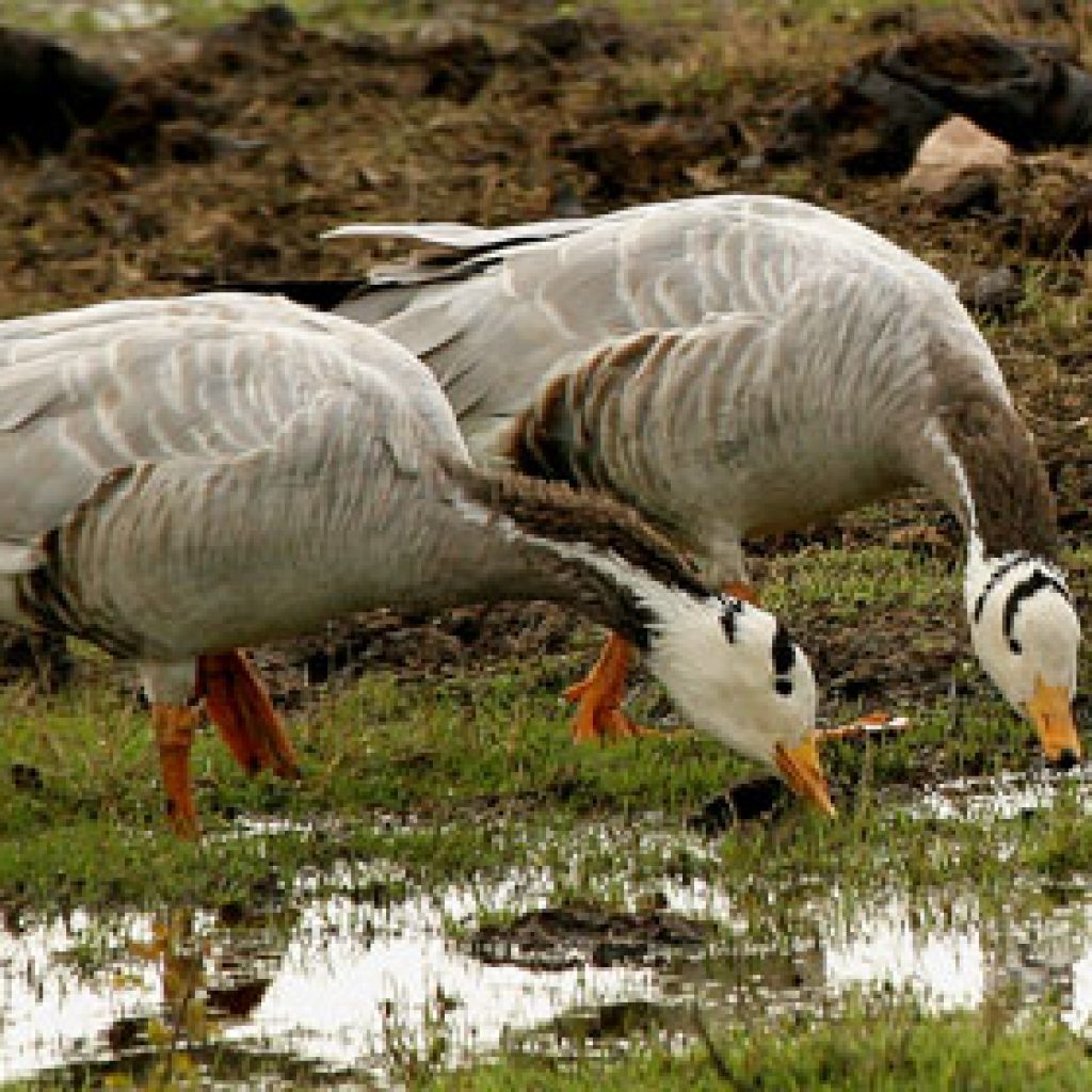 Bharatpur