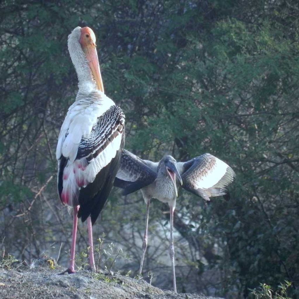 Painted Stork, Bharatpur