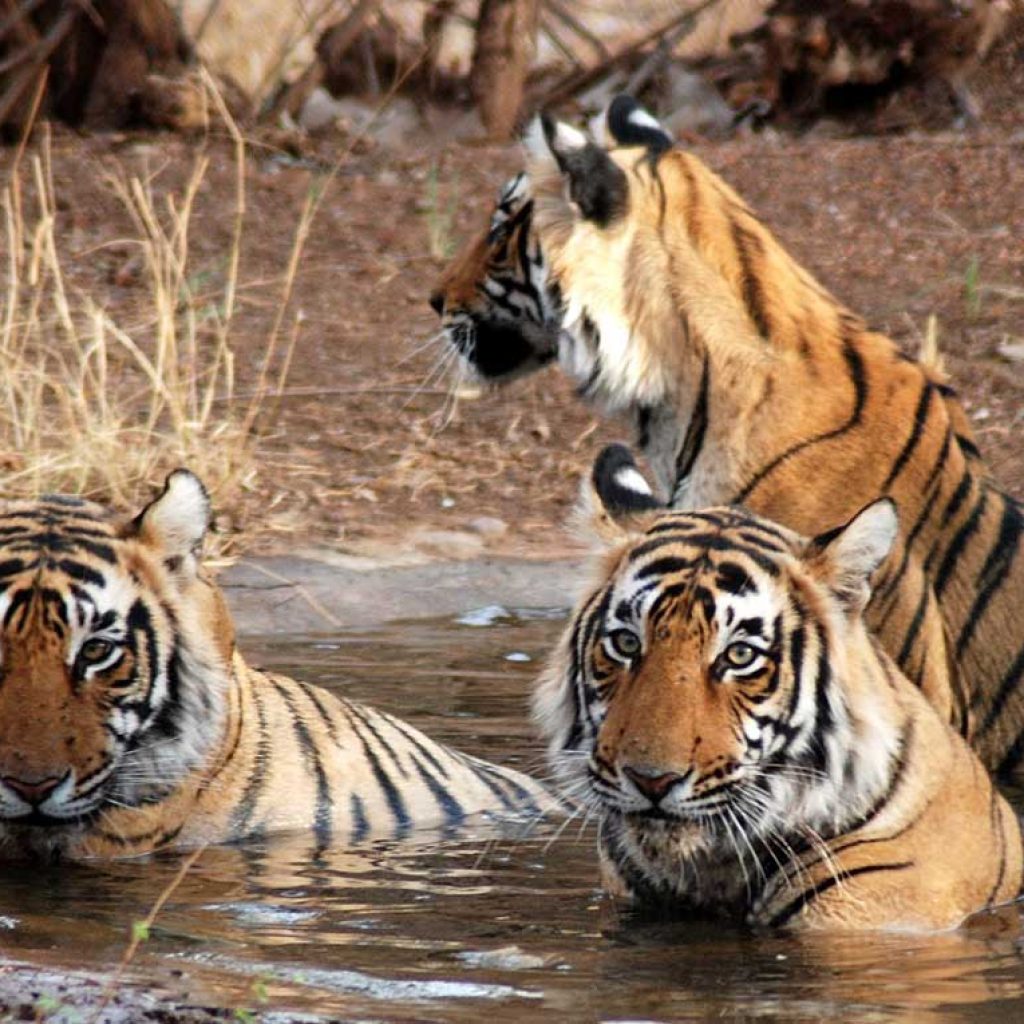 Tigers at Ranthambore National Park